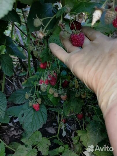 Ремонтантная малина