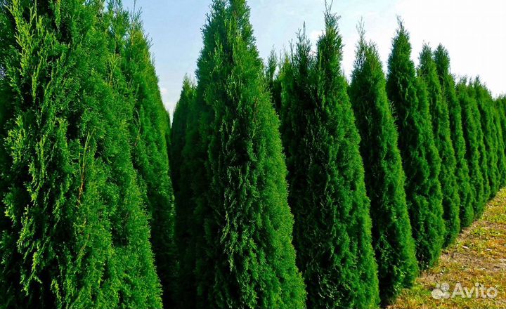 Туи премиум