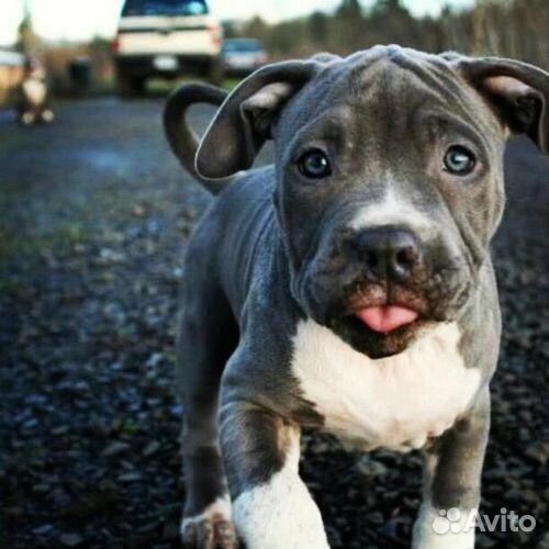 Передержка животных Zoo Mom