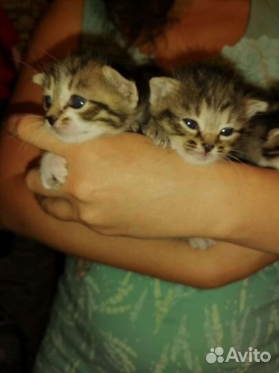 Котята в дар