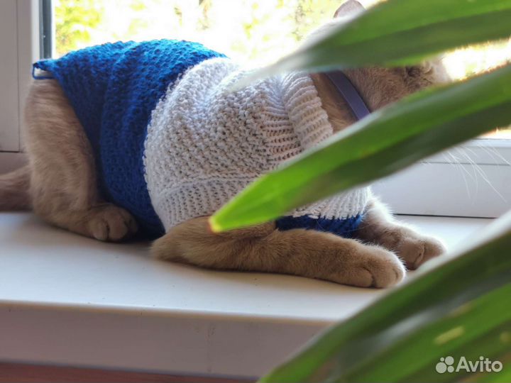 Жилетка одежка для маленьких собачек и кошек