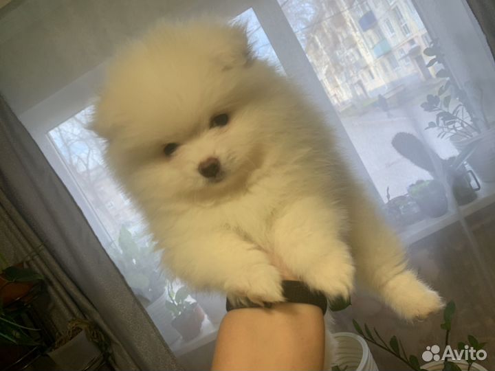 Белоснежные шпицедетки