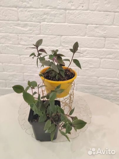 Традесканция мелколистная