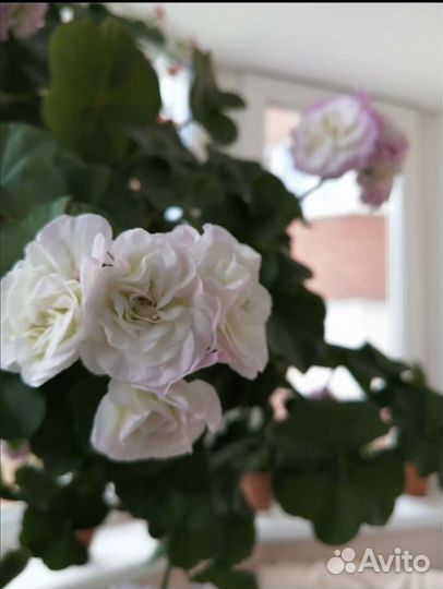 Пеларгония Каролина ампельная