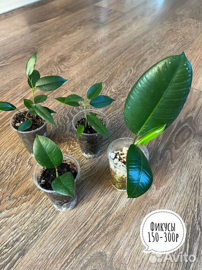 Комнатные цветы