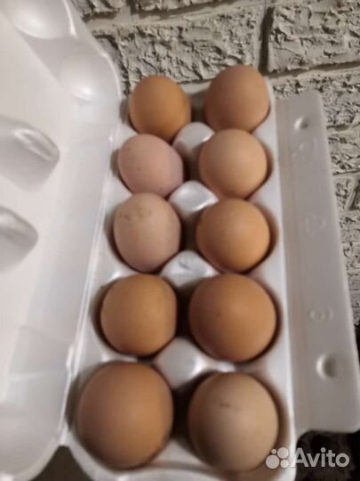Домашние куриные яйца