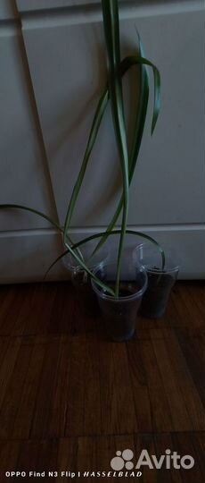 Гиппеаструм