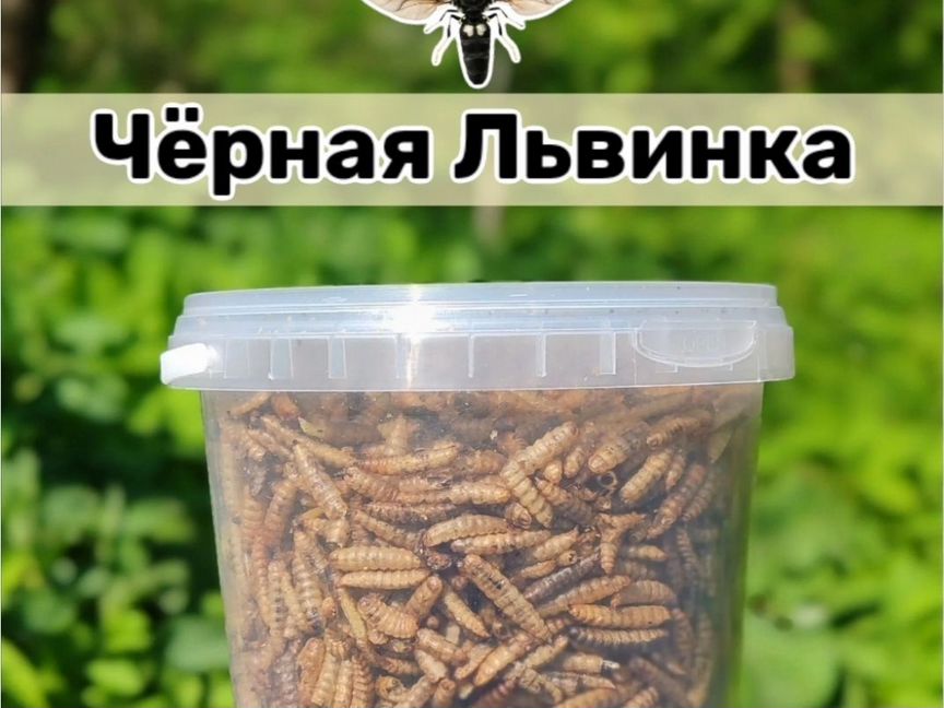 Черная львинка