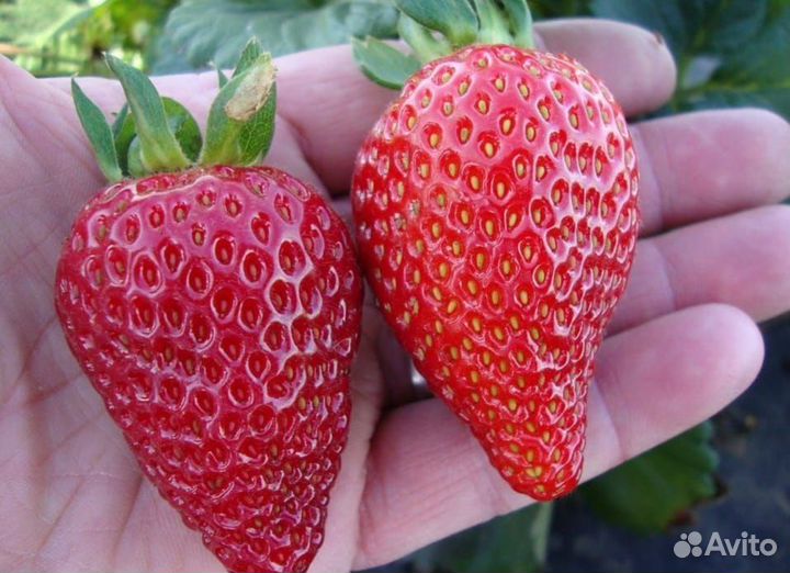 Клубника саженцы