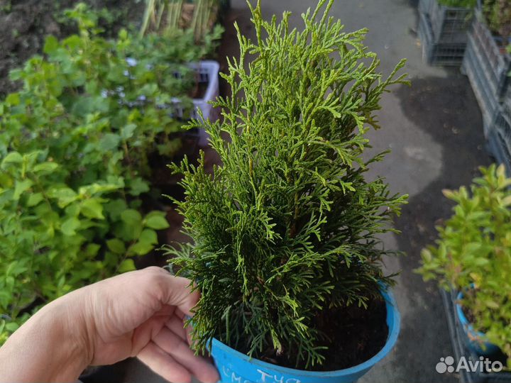 Хвойные растения для ландшафта