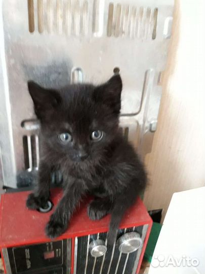 Кошка в дар