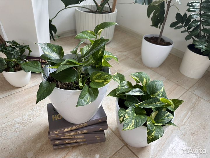 Эпипремнум марбл квин