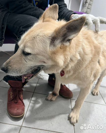 Балта может остаться без лапы