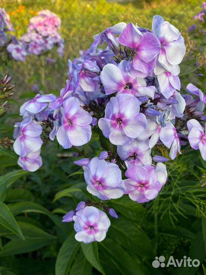 Флокс метельчатый