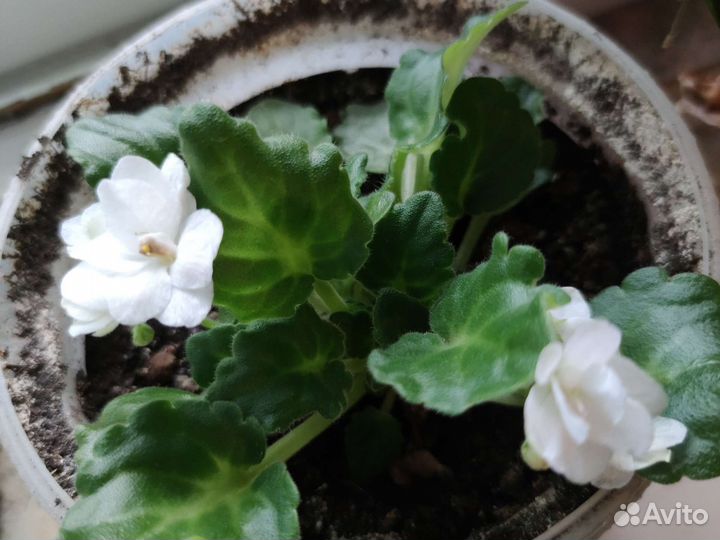 Фиалка в горшках