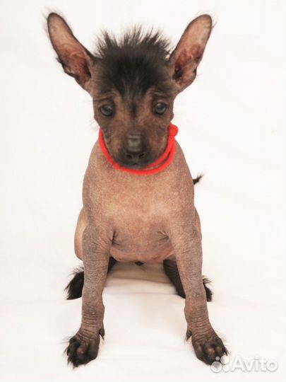 Щенки ксолоитцкулинтли