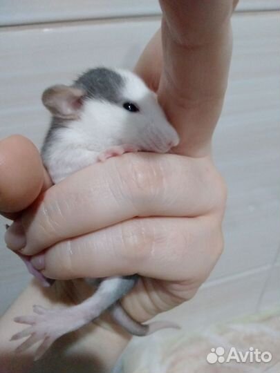 Декоративная крыса дамбо. Крысята