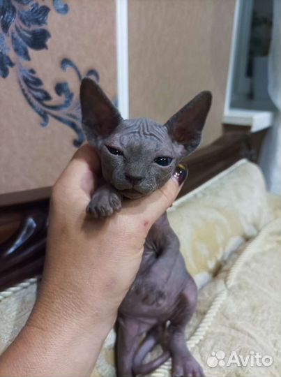 Канадский сфинкс котки