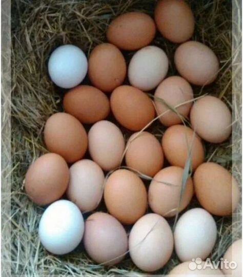 Домашние куриные яйца