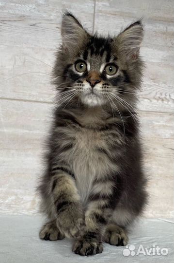 Котята мейн-кун