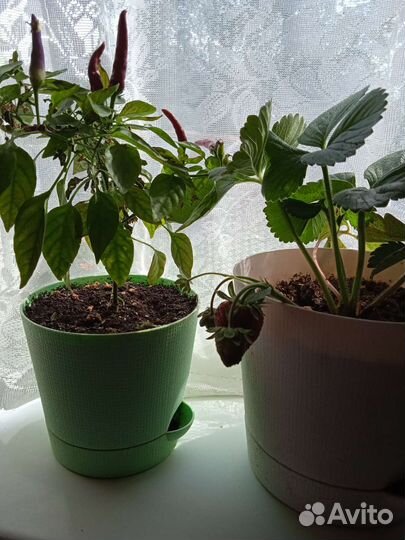 Адениум. индийский лук. и т д