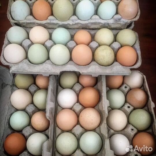 Домашние куриные яйца