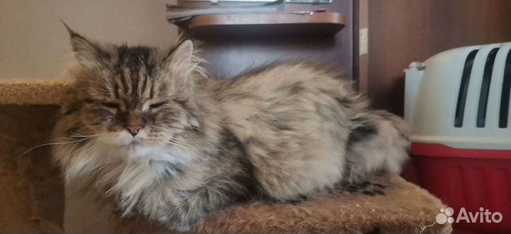 Зоогостиница, передержка для животных, догситтер