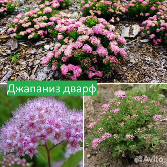 Спирея (разные сорта)