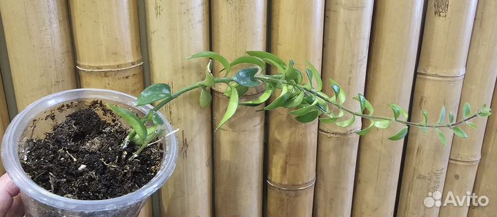 Эсхинантус твистер