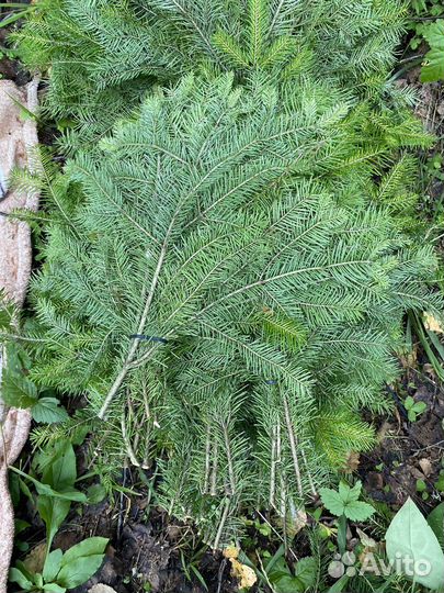 Пихтовый веник для бани и спа