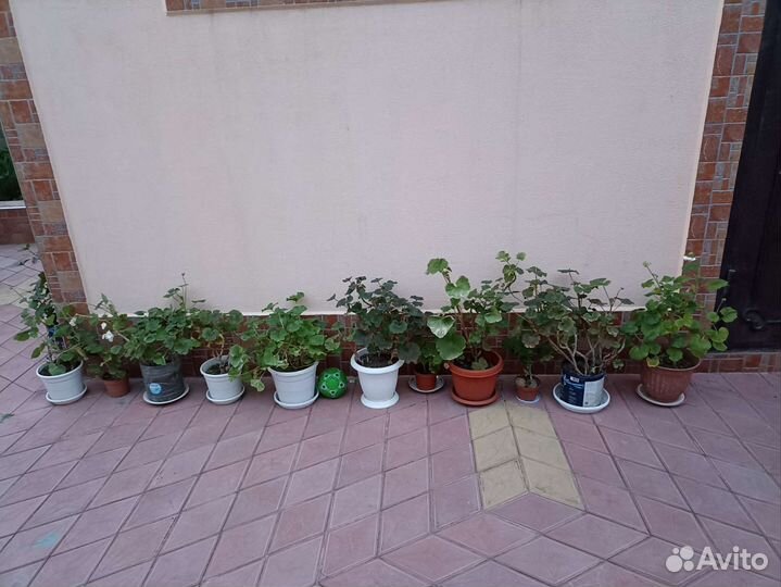 Герань пеларгония