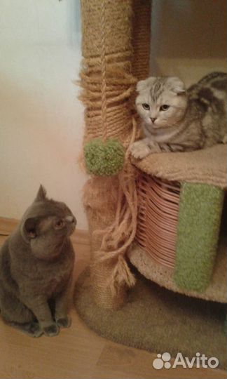 Британский кот на вязку