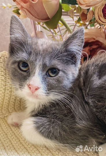 Котятам нужна помощь.Дом или передержка