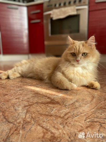 Домашняя передержка кошек