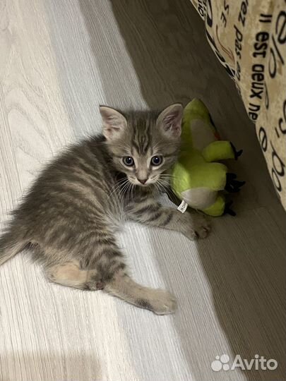 Котенок мальчик в добрые руки
