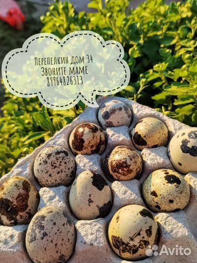 Яйца перепелиные домашние