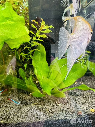 Аквариумные растения (прополка)