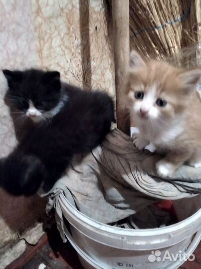 Котята в добрые руки бесплатно