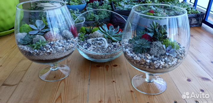 Флорариум суккуленты