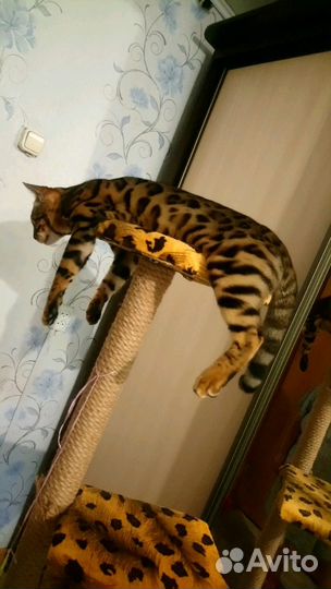 Бенгальский кот вязка