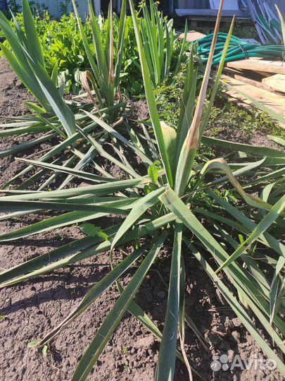 Юкка садовая
