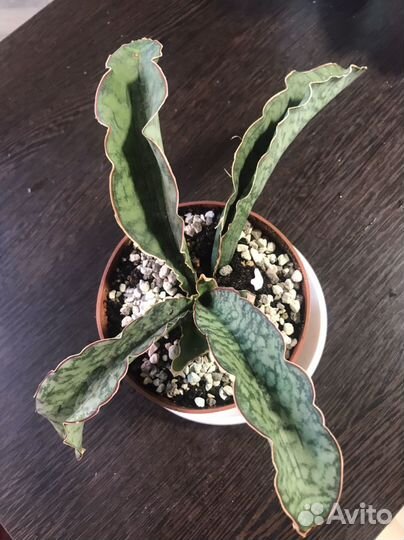 Сансевиерия Кирки Сильвер Блю