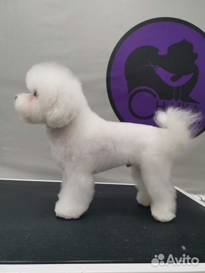 Бишон фризе вязка