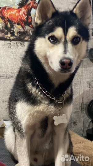 Вязка кабель хаски