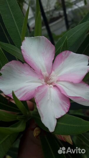 Олеандр Симиэ