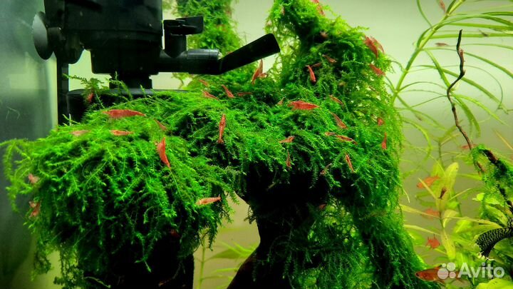 Креветки Cherry