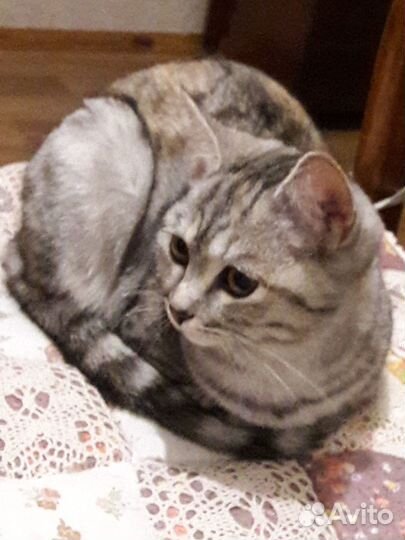 Найдена кошечка