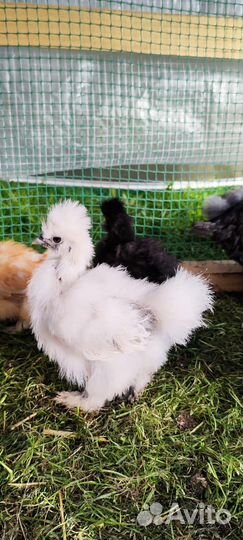 Китайские шелковые