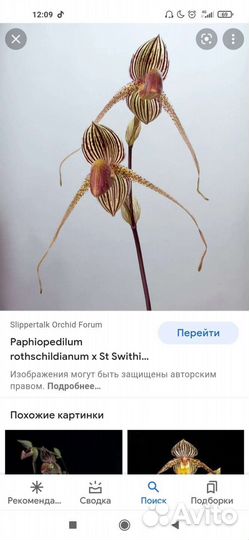 Орхидея Пафиопедилум
