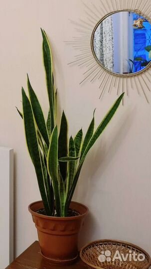 Сансевиерия или щучий хвост